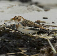 Snow Bunting