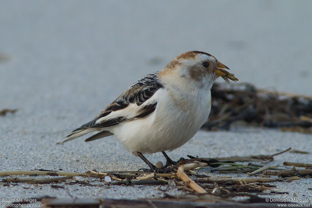 Snow Bunting male adult post breeding, identification, feeding habits