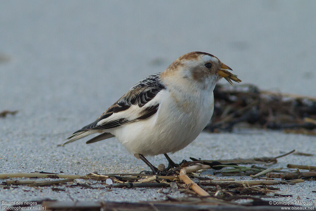 Snow Bunting male adult post breeding, identification, feeding habits