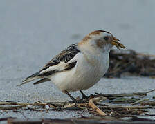 Snow Bunting