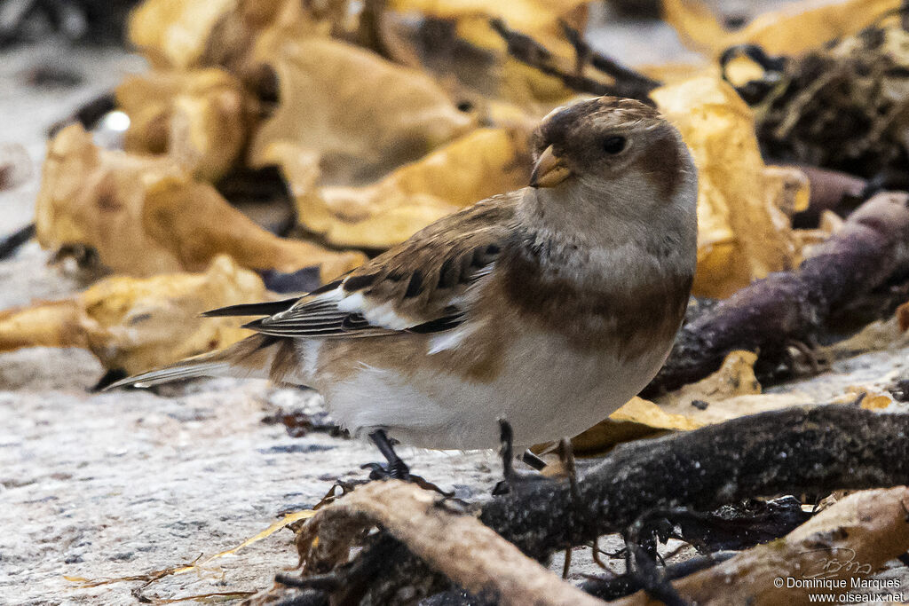 Snow Bunting female adult post breeding