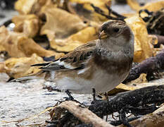 Snow Bunting