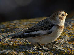 Snow Bunting