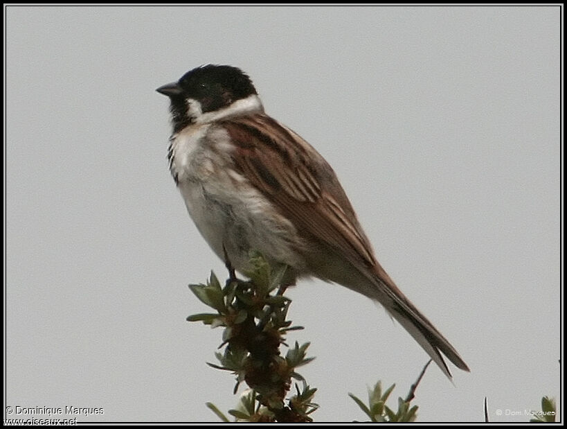 Bruant des roseaux mâle adulte, identification