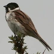 Common Reed Bunting