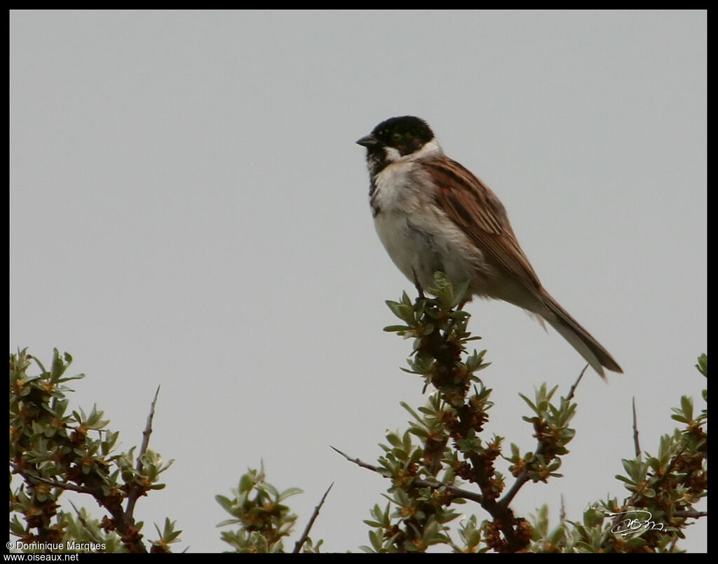 Common Reed Bunting male adult, identification