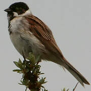 Common Reed Bunting