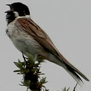 Common Reed Bunting