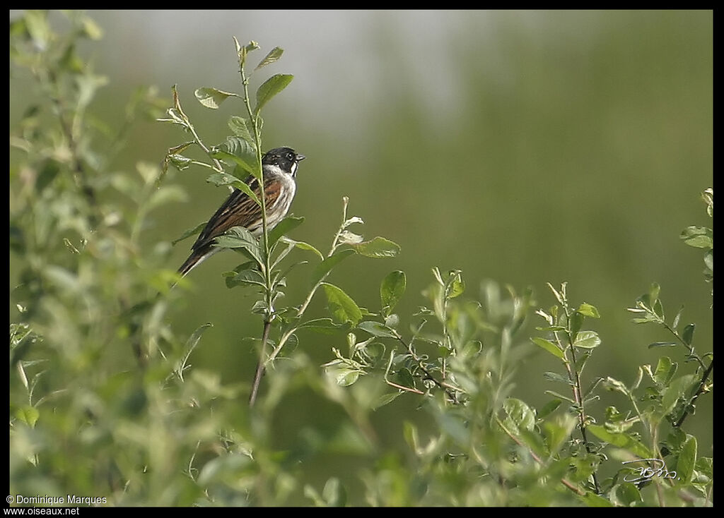 Bruant des roseaux mâle adulte, identification