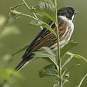 Common Reed Bunting