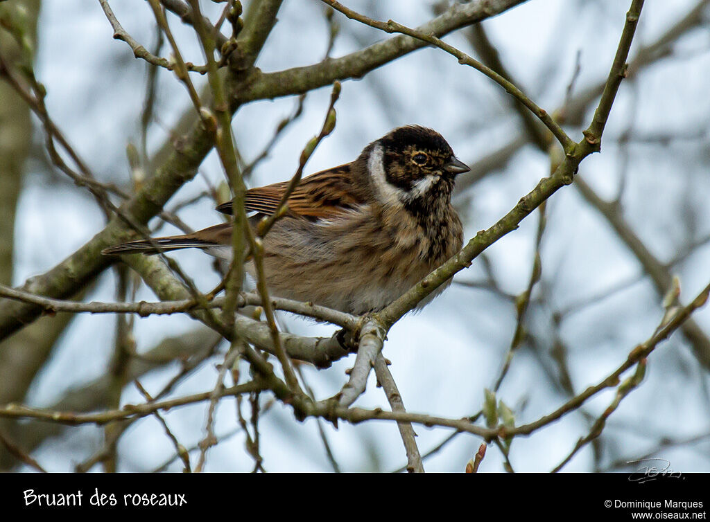 Bruant des roseaux mâle adulte, identification