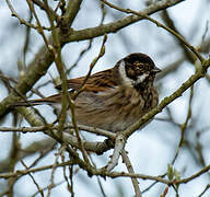 Common Reed Bunting