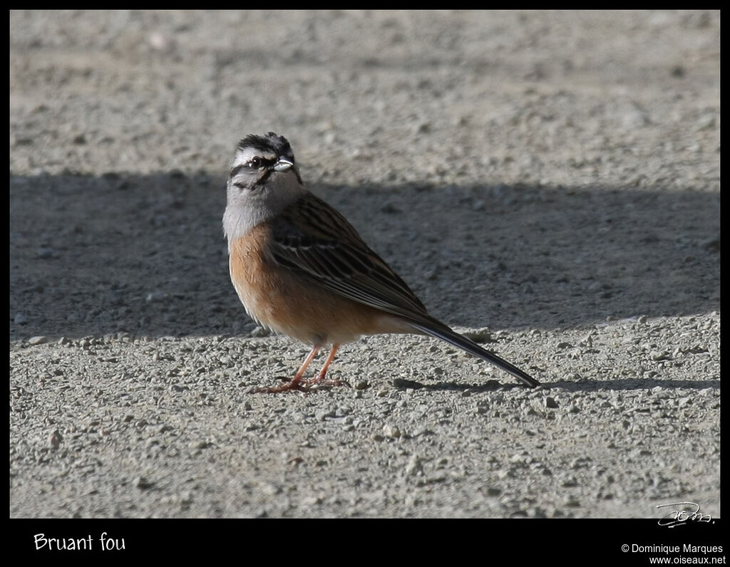 Bruant fou mâle adulte nuptial, identification