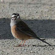 Rock Bunting