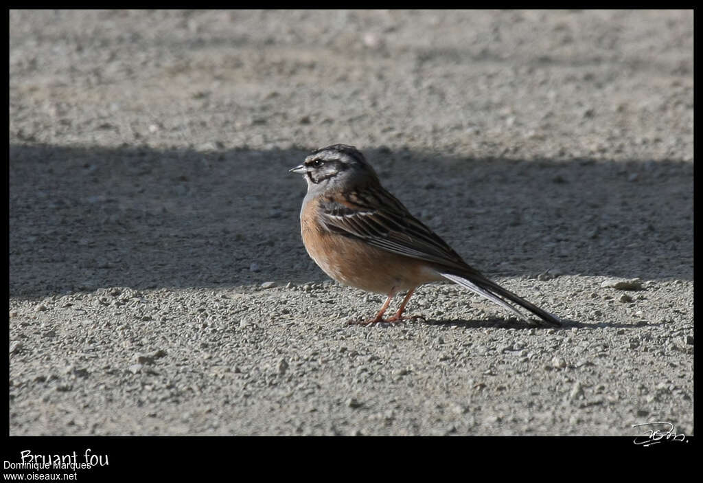 Rock Bunting male adult breeding, identification