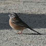 Rock Bunting