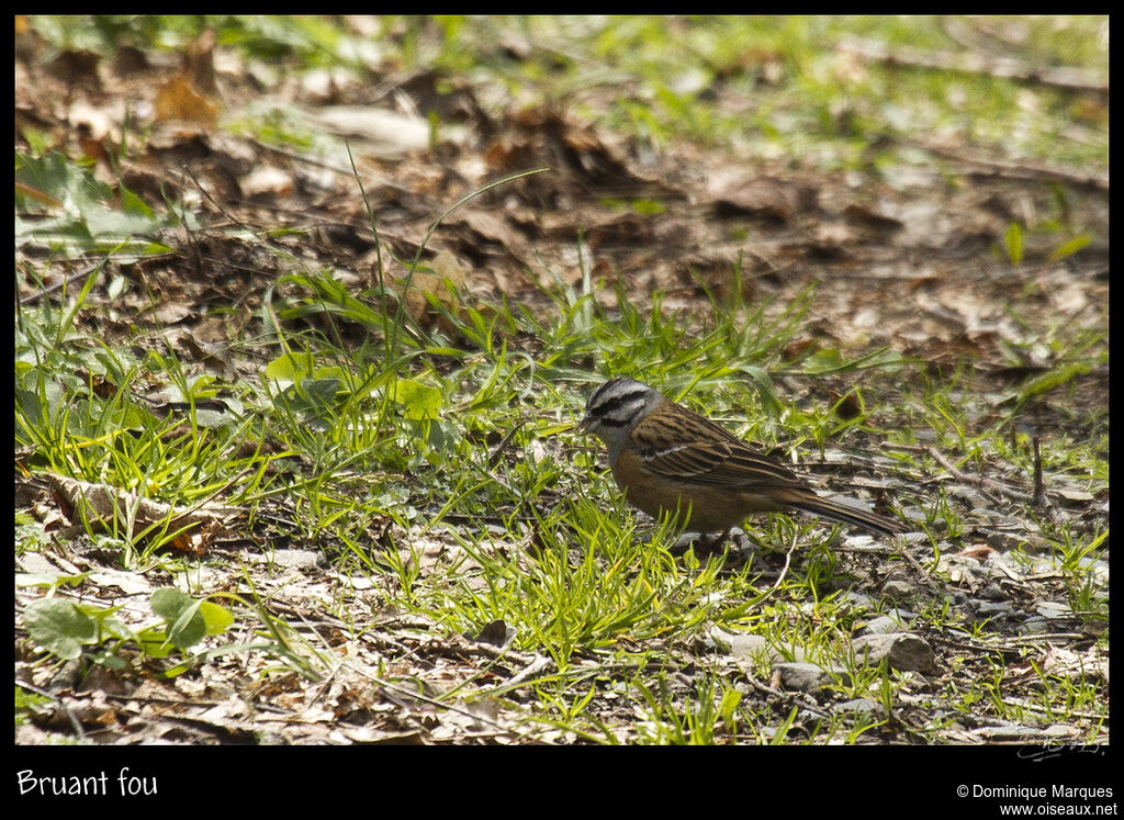 Bruant fou mâle adulte, identification