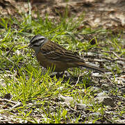 Rock Bunting