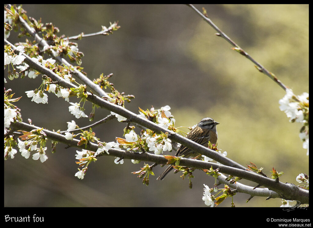 Rock Bunting male adult, identification