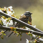 Rock Bunting