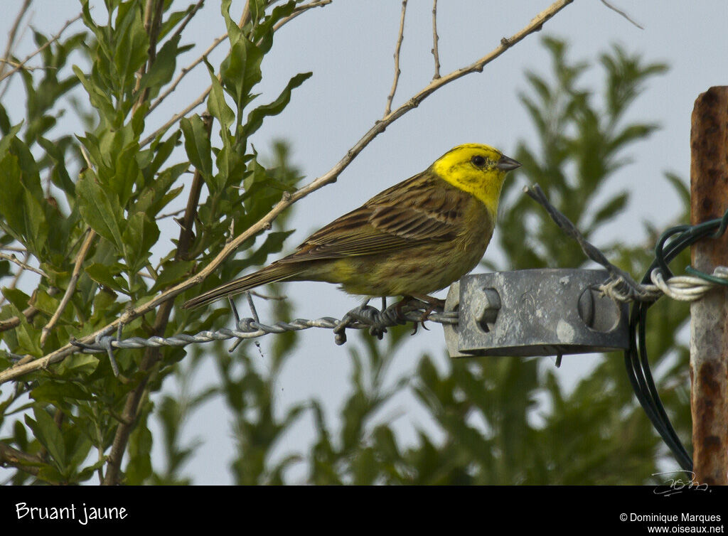 Bruant jaune mâle adulte nuptial