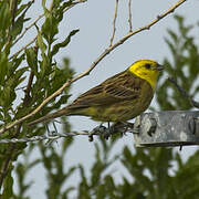 Yellowhammer