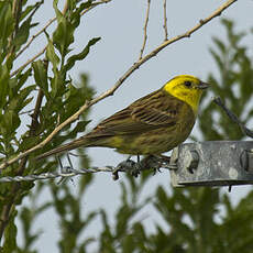 Bruant jaune