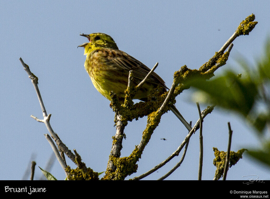 Bruant jaune mâle adulte nuptial, chant