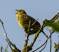 Yellowhammer