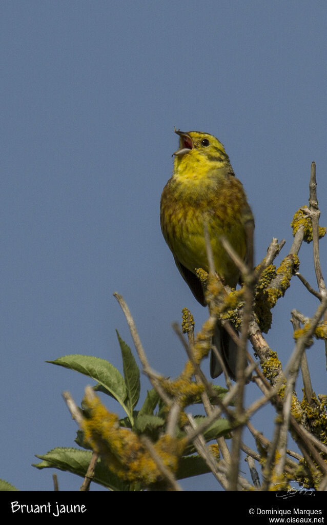 Bruant jaune mâle adulte transition, chant