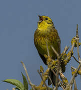 Yellowhammer