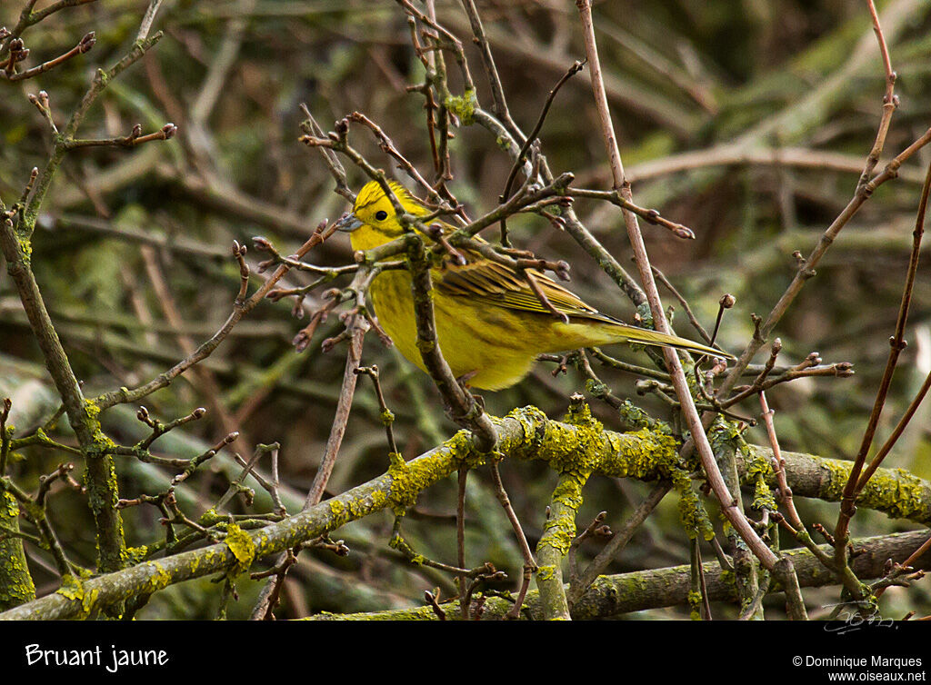 Yellowhammeradult breeding, identification