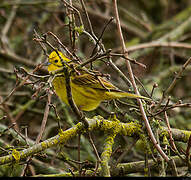 Yellowhammer