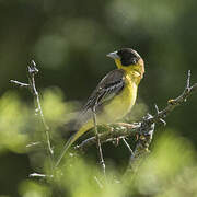 Black-headed Bunting