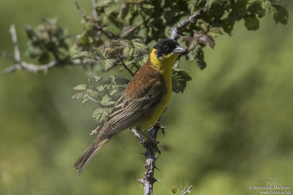 Black-headed Bunting male adult, identification