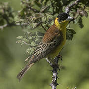 Black-headed Bunting