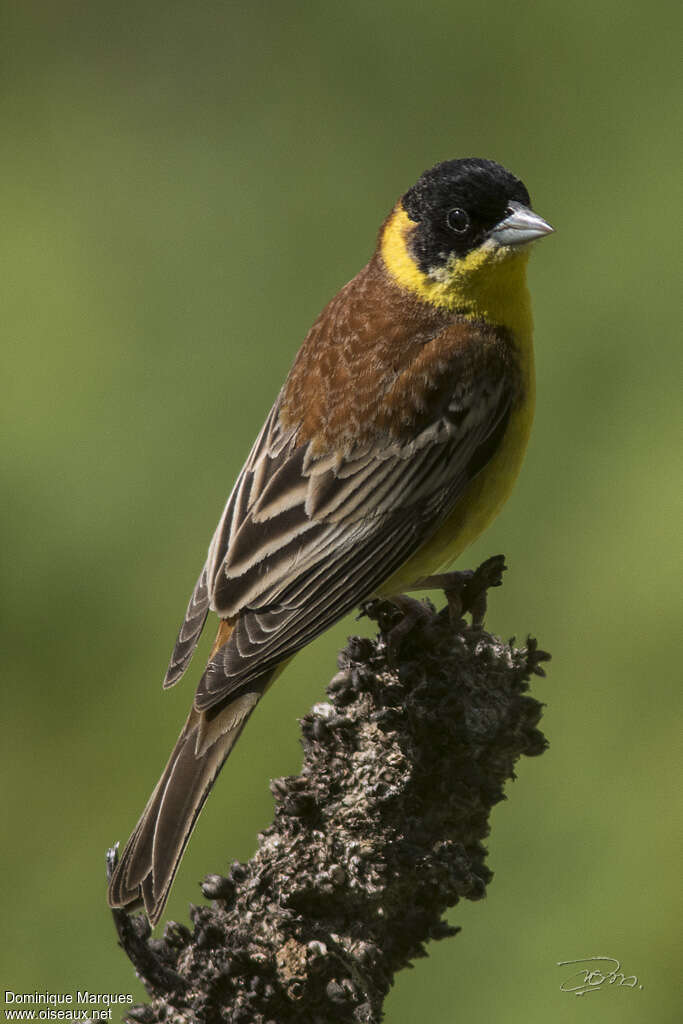 Black-headed Bunting male adult, identification