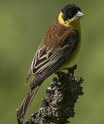 Black-headed Bunting