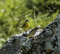 Black-headed Bunting