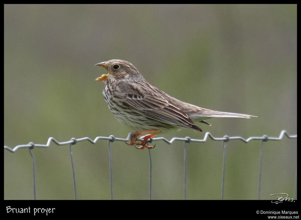 Corn Buntingadult, identification, song