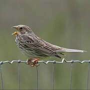 Corn Bunting