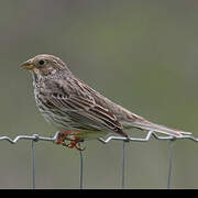 Corn Bunting