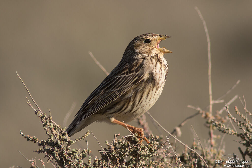 Corn Bunting, identification, song