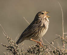 Corn Bunting