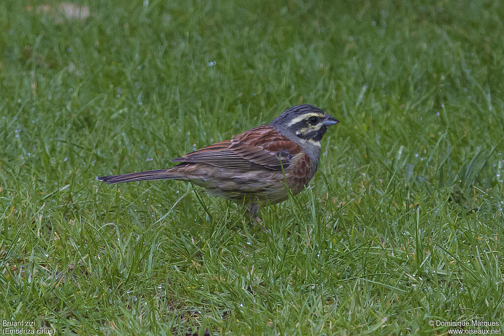 Cirl Bunting male adult breeding, identification