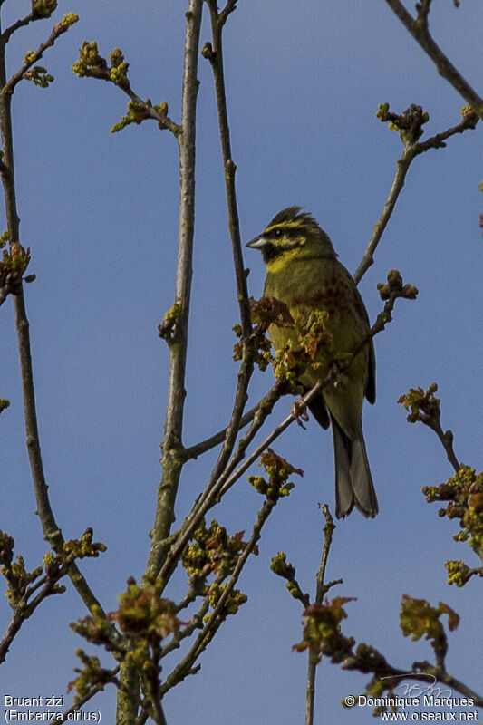 Cirl Bunting male adult breeding, identification