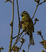 Cirl Bunting