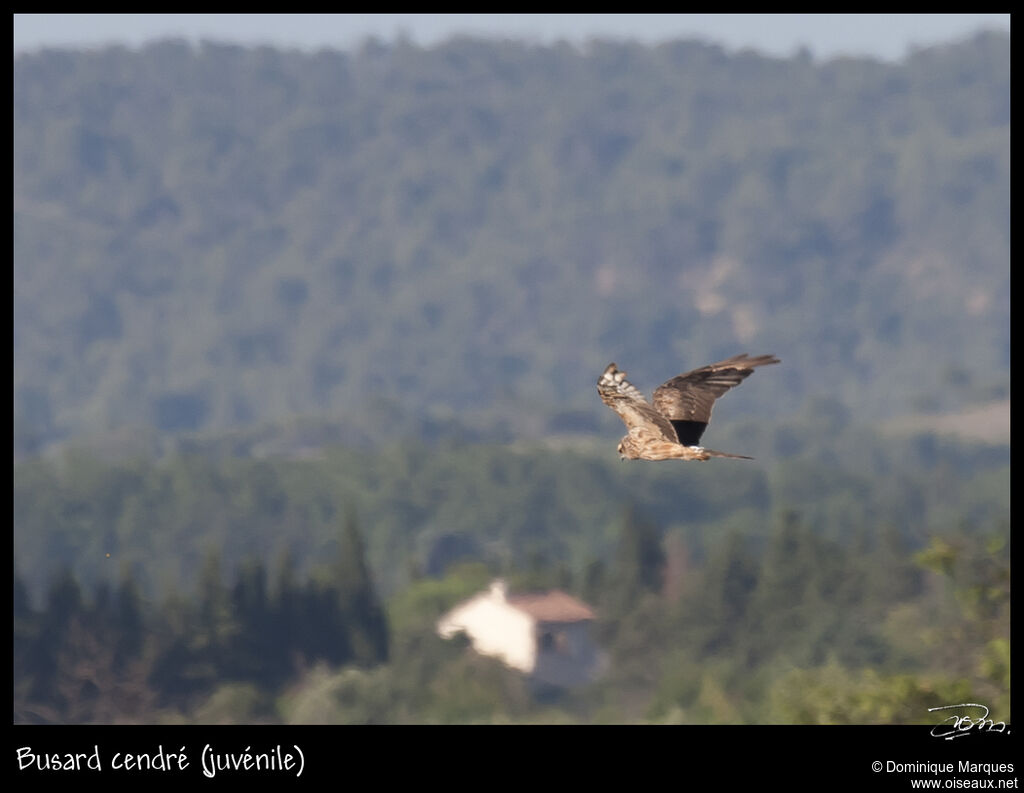 Montagu's Harrierjuvenile, Flight