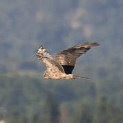 Montagu's Harrier