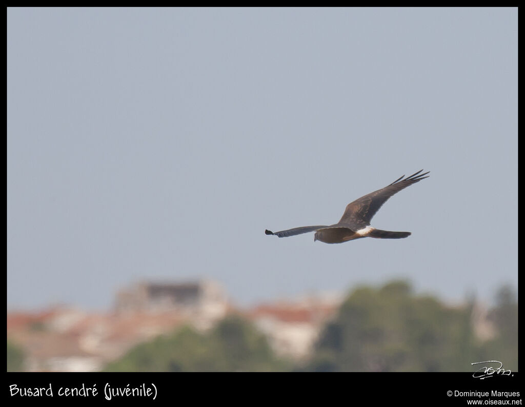 Montagu's Harrierjuvenile, Flight